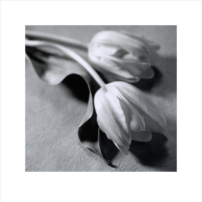 Two Tulips Print Two Tulips Print