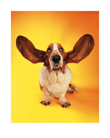 Bassett Hound Print Bassett Hound Print