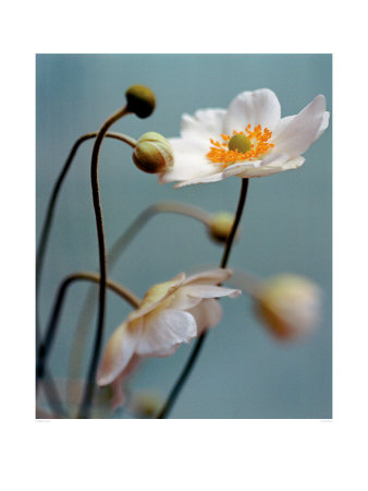 Anemone Print Anemone Print