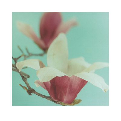 Magnolia Print Magnolia Print