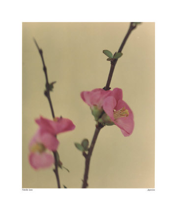 Japonica Print Japonica Print