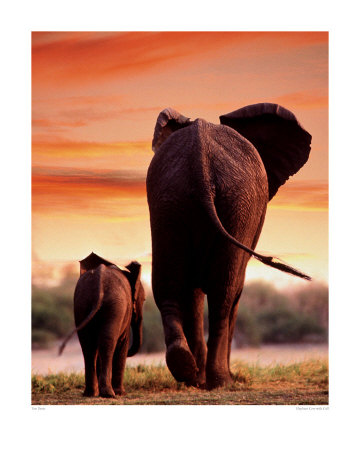 Elephant Cow with Calf Print Elephant Cow with Calf Print
