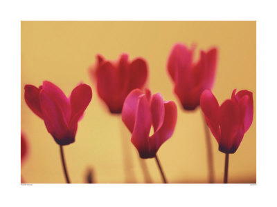 Cyclamen Print Cyclamen Print