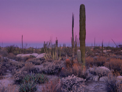 Catavina Desert, Mexico Print Catavina Desert, Mexico Print
