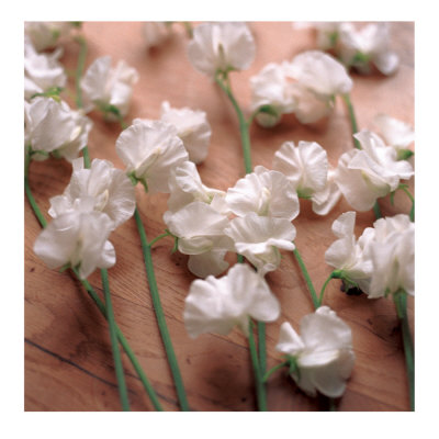 Sweet Peas Print Sweet Peas Print