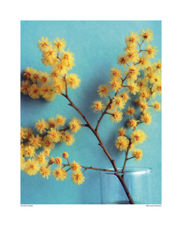 Mimosas Perfume Print Mimosas Perfume Print