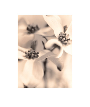 Dogwood Print Dogwood Print