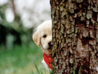 golden retriever dog. 6-week-old Golden Retriever