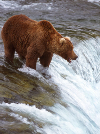 Brown Bear, Katmai National Park, Southwest AK Other Brown Bear, Katmai National Park, Southwest AK Other