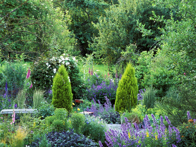 View into Country Garden with Perennials and Small Trees Summer Stretched Canvas Print