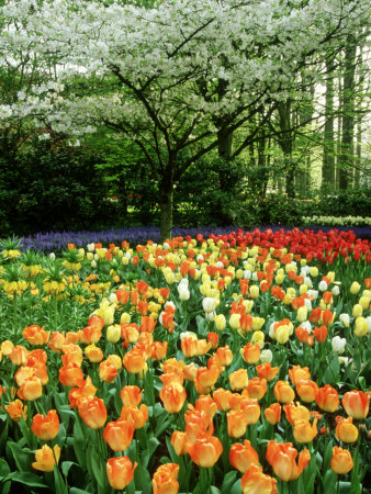 Tulipa (Tulips) Planted En Masse Below Prunus (Cherry) Tree in Blossom, Holland Stretched Canvas Print