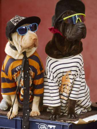 pair-of-dogs-dressed-in-clothes-hats-and-glasses.jpg