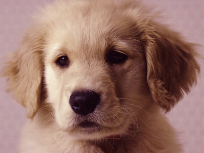 golden retriever puppies pictures. Golden Retriever Puppy by