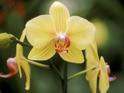 Phalaenopsis (Golden Horizon Sunrise), September Stretched Canvas Print