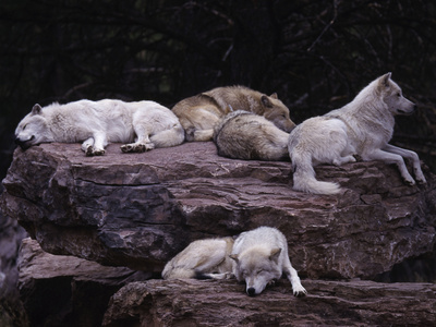 Gray Wolf, Canis Lupus Stretched Canvas Print