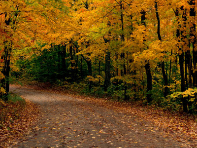 rural-road-in-autumn.jpg