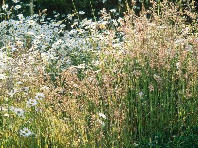 Leucanthemum Vulgare (Ox-Eye Daisies) & Wild Grasses, Wild Prairie Style Planting Stretched Canvas Print