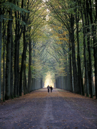 Two People Walking Amongst Tall Trees Other