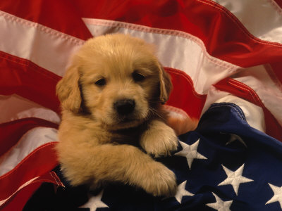 Pictures Of Golden Retriever Puppies. Golden Retriever Puppy Wrapped