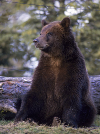 Alaska Brown Bear Other Alaska Brown Bear Other