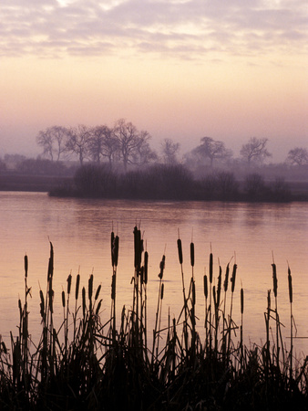 Bullrushes Stretched Canvas Print