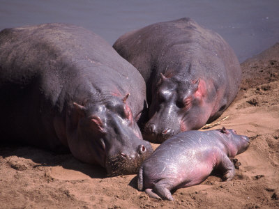 Hippos on Bank of Mara River, Kenya Other Hippos on Bank of Mara River, Kenya Other