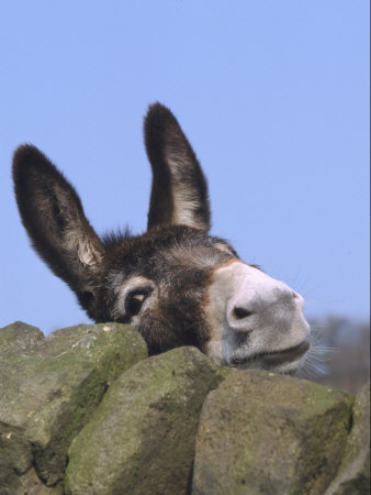 mark-hamblin-donkey-peering-over-a-stone-wall-uk.jpg