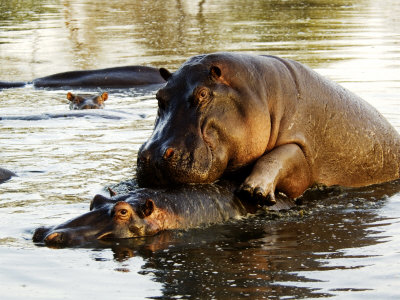 Hippopotamuses, Mating, Tanzania Other Hippopotamuses, Mating, Tanzania Other