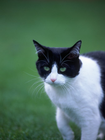 black and white cat breed. lack and white cat breed