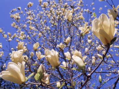 magnolia tree. a Blossoming Magnolia Tree
