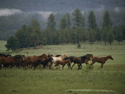 external image bob-trehearne-herd-of-running-horses.jpg