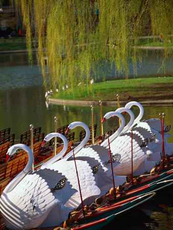 Swan Boats, the Public Garden, Boston, MA Stretched Canvas Print