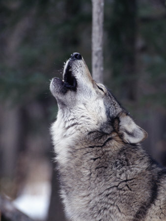 Grey Wolf Howling, Canis Lupus Photographic Print by Robert Franz at Art.com