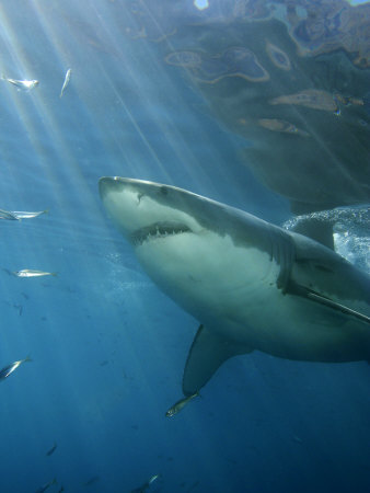 mexico guadalupe island. Guadalupe Island, Mexico