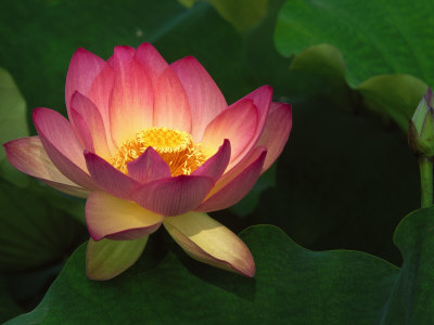 Lotus Flower Echo Park Lake Los Angeles CA Other