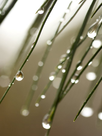 Rain Drops on Pine Branch Needles Stretched Canvas Print