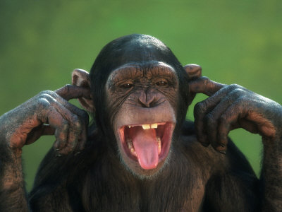 richard-stacks-chimpanzee-with-its-fingers-in-its-ears.jpg