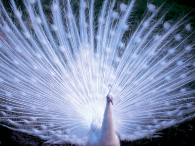 White Peacock Other White Peacock Other