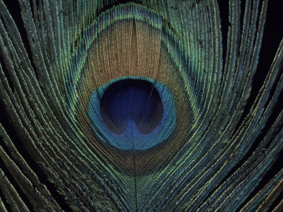 Close-up of a Peacock Feather Other Close-up of a Peacock Feather Other