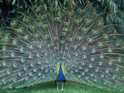 peacock-with-its-tail-fanned-out.jpg