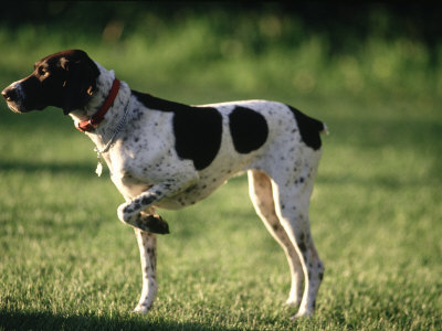 German Short Haired Terrier. German Short-Hair Pointer