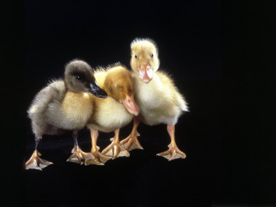 Cute Baby Wall Posters on Three Baby Ducks Standing Photographic Print By Martin Folb At Art Com