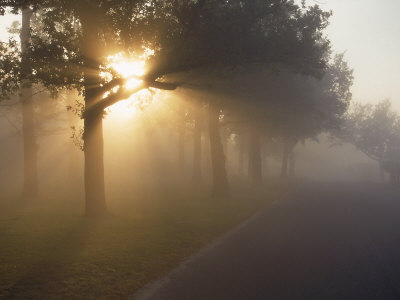 sun-shining-through-trees-along-foggy-road.jpg