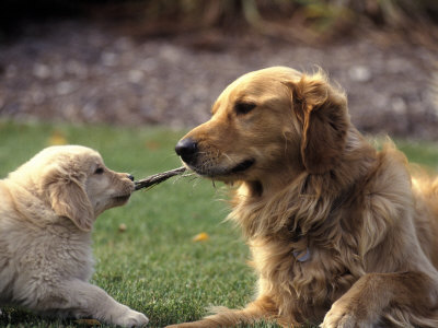 golden retriever dogs and puppies. Golden Retriever Dog and Puppy