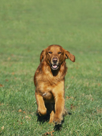 golden retriever dog photos. Golden Retriever Running