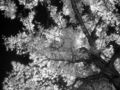 Black And White Photos Of Trees. Black and White Infrared Image