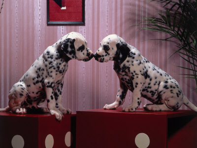 puppies, very iowa dalmatians