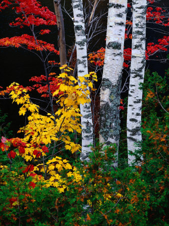Fall Color, Old Forge Area, Adirondack Mountains, NY Stretched Canvas Print