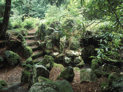 Hedera & Fern on Rock, Rhododendron Over Hanging Wilderness Style Garden, Cornwall Stretched Canvas Print