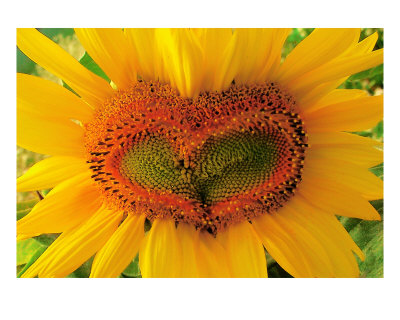Wild Heart Photographic Print Wild Heart Photographic Print